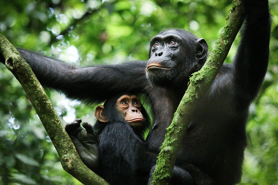 5 DAYS SAFARI TO KATAVI AND GOMBE NATIONAL PARK