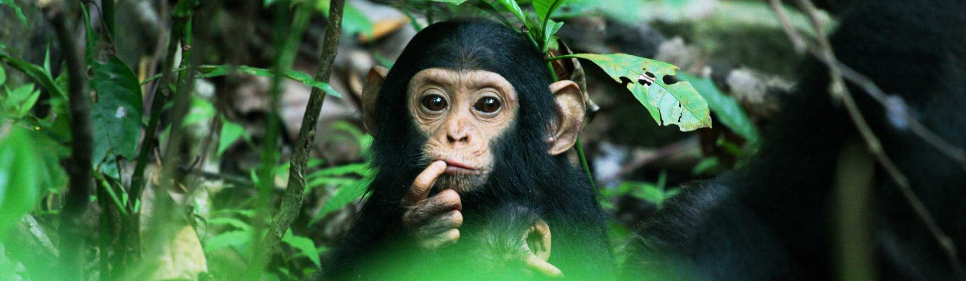 MARANGU ROUTE 6DAYS 5NIGHTS - KILIMANJARO CLIMB